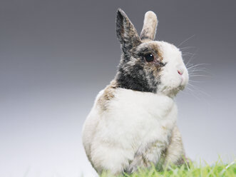 Kaninchen im Gras sitzend - WBF000627