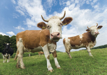 Germany, Cows grazing on the pasture - WBF000287