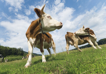 Germany, Cattle grazing in the farm - WBF000288