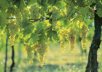 Frankreich, Burgund, Traube weißer Weintrauben - WBF000319