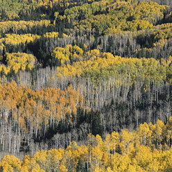 USA, Colorado, Blick auf einen Birkenwald im Herbst - WBF000330