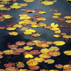 Deutschland, Blick auf Seerosenblätter, die im Herbst auf dem Wasser treiben - WBF000331