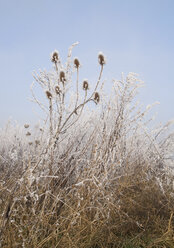 Deutschland, Frostbedecktes Gras - WBF000361