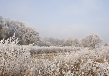 Germany, Bavaria, View of winter landscape - WBF000362