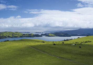 Neuseeland, Nordinsel, Blick auf die Coromandel-Halbinsel - WBF000379