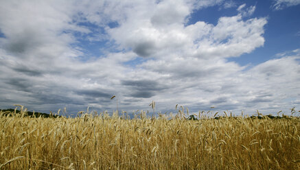 View of grain field - WBF000381