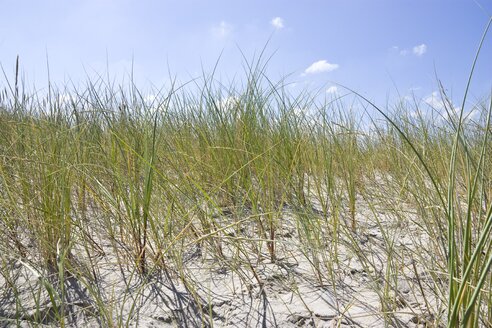 Denmark, Vrist, View of sand dunes with grass - HKF000306