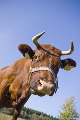 Germany, Horned cattle with animal eartags - HKF000364