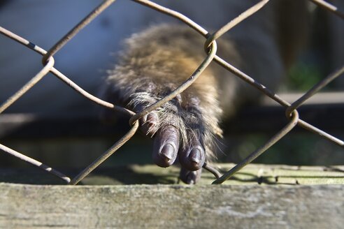 Thailand, Pai, Close up of monkey's hand in cage - HKF000327