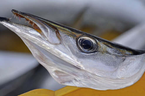 Italy, Apulia, Close up of fish head - MOF000140