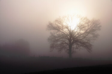 Deutschland, Bayern, Blick auf ein Feld mit Morgennebel - MOF000143