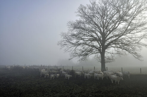 Deutschland, Bayern, Rinderkoppelgruppe bei Morgennebel - MOF000144