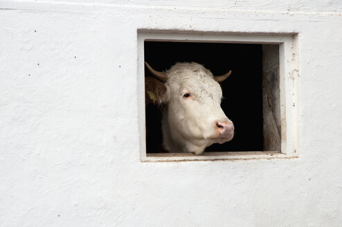 Germany, Bavaria, Cow peeking through barn window - MOF000151