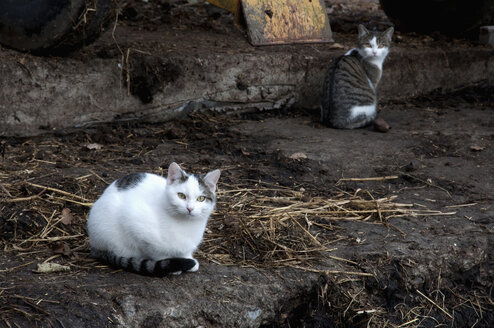 Germany, Bavaria, View of cats at farm - MOF000152