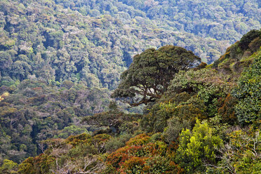 Malaysia, Blick auf den Regenwald - NDF000147
