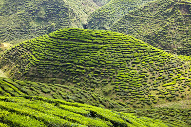 Malaysia, View of tea plantation region - NDF000149