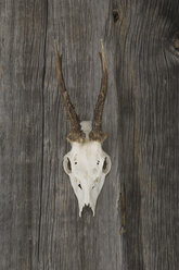 Antler hanging on wood, close up - ASF004247