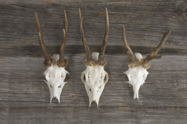 Antlers hanging on wood, close up - ASF004248