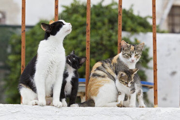 Europa, Griechenland, Kykladen, Santorini, Katze und Kätzchen sitzen an der Wand - FOF002579