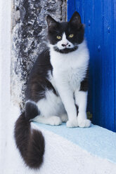 Europe, Greece, Cyclades, Santorini, Cat sitting at doorway - FOF002594