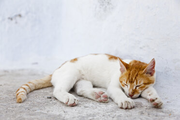 Europe, Greece, Cyclades, Santorini, Cat sleeping - FOF002597