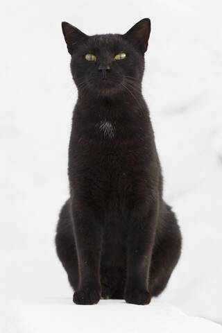 Europa, Griechenland, Kykladen, Santorin, Katze in den Straßen von Oia, lizenzfreies Stockfoto