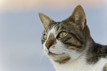 Europa, Griechenland, Kykladen, Santorin, Katze in den Straßen von Oia - FOF002609