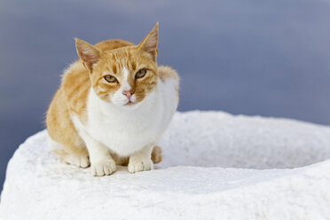 Europa, Griechenland, Kykladen, Santorin, Katze in den Straßen von Oia - FOF002615