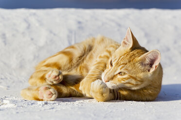 Europa, Griechenland, Kykladen, Santorin, Katze in den Straßen von Oia - FOF002618