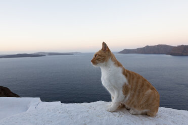 Europa, Griechenland, Kykladen, Santorin, Katze in den Straßen von Oia - FOF002638