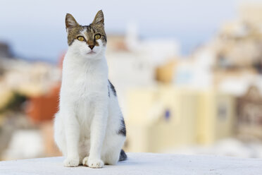 Europa, Griechenland, Kykladen, Thira, Santorini, Oia, Katze sitzt auf Wand - FOF002809