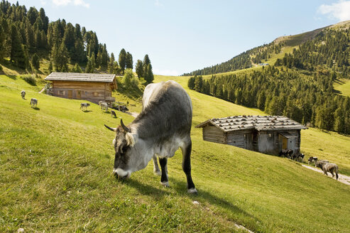 Italien, Dolomiten, Kühe auf der Weide in den Latemar-Alpen - RNF000553