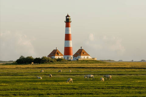 Deutschland, Schleswig Holstein, Westerhever, Blick auf Leuchtturm und weidende Schafherde, lizenzfreies Stockfoto