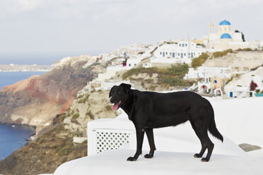Europa, Griechenland, Kykladen, Santorin, Hund in den Straßen von Oia - FOF002553