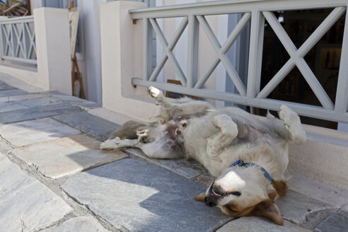 Europa, Griechenland, Kykladen, Santorin, Hund in den Straßen von Oia - FOF002559