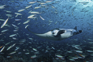 Indonesia, Komodo, Mantaray and fishes swimming underwater - GNF001190