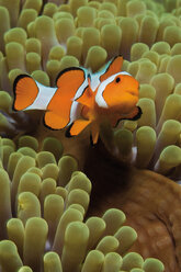 Indonesien, Komodo, Clownfisch schwimmt in Korallen unter Wasser - GNF001191