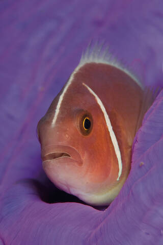 Indonesien, Komodo, Rosa Stinktier Clownfisch schwimmt unter Wasser, lizenzfreies Stockfoto