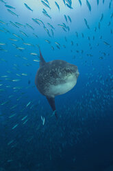 Indonesien, Sonnenbarsch und Fische schwimmen unter Wasser - GNF001187