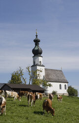 Austria, Land Salzburg, Flachgau, Seekirchen, Nikolauskirche, View of church with cattle grazing - WWF001740