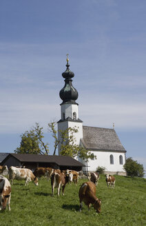 Österreich, Land Salzburg, Flachgau, Seekirchen, Nikolauskirche, Blick auf Kirche mit weidendem Vieh - WWF001740