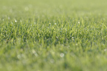 Germany, Close up of grass - ASF004202