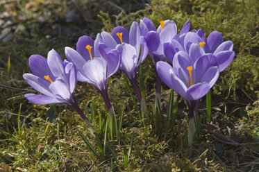 Germany, Bavaria, Crocus, close up - CRF001964