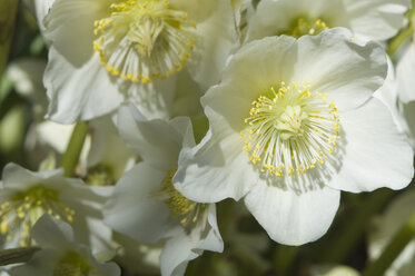 Germany, Bavaria, Christmas rose in garden, close up - CRF001965