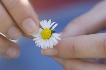 Germany, Bavaria, Woman Picking Flower Petal, close up - CRF001974