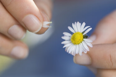 Germany, Bavaria, Woman Picking Flower Petal, close up - CRF001975