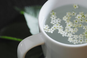Nahaufnahme einer Holunderblüte in einer Teetasse - ASF004259