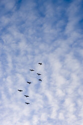 Germany, Schleswig-Holstein, Foehr, Flock of birds flying above in the sky - MUF000865