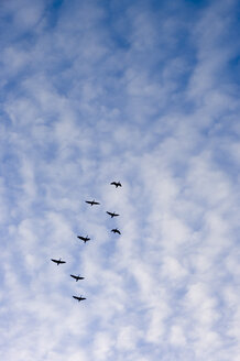 Deutschland, Schleswig-Holstein, Föhr, Vogelschwarm fliegt in den Himmel - MUF000865