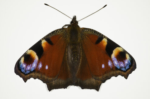 Tagpfauenauge Schmetterling, Nahaufnahme - MUF000867